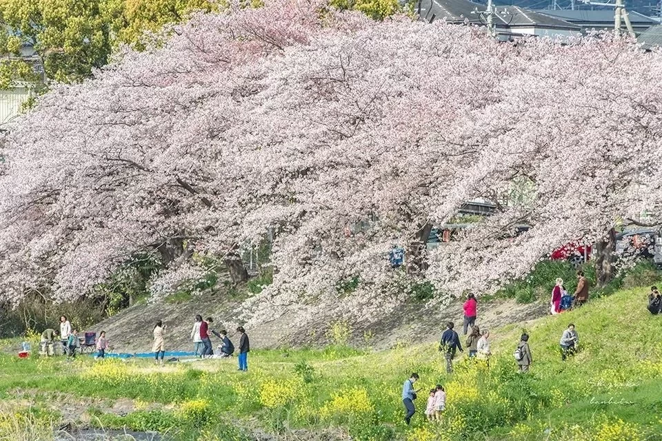 Detective Chinatown 3 Filming Locations - Japan, E-Visa Opens to Chinese in April, Perfect for a Movie & Cherry Blossom Trip