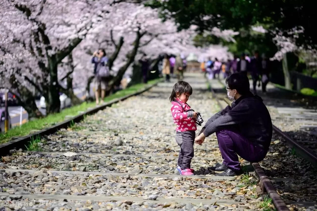 Book your tickets early for big discounts! The strongest "Sakura Guide" ever, allowing you to distinguish the different types of Japanese ...