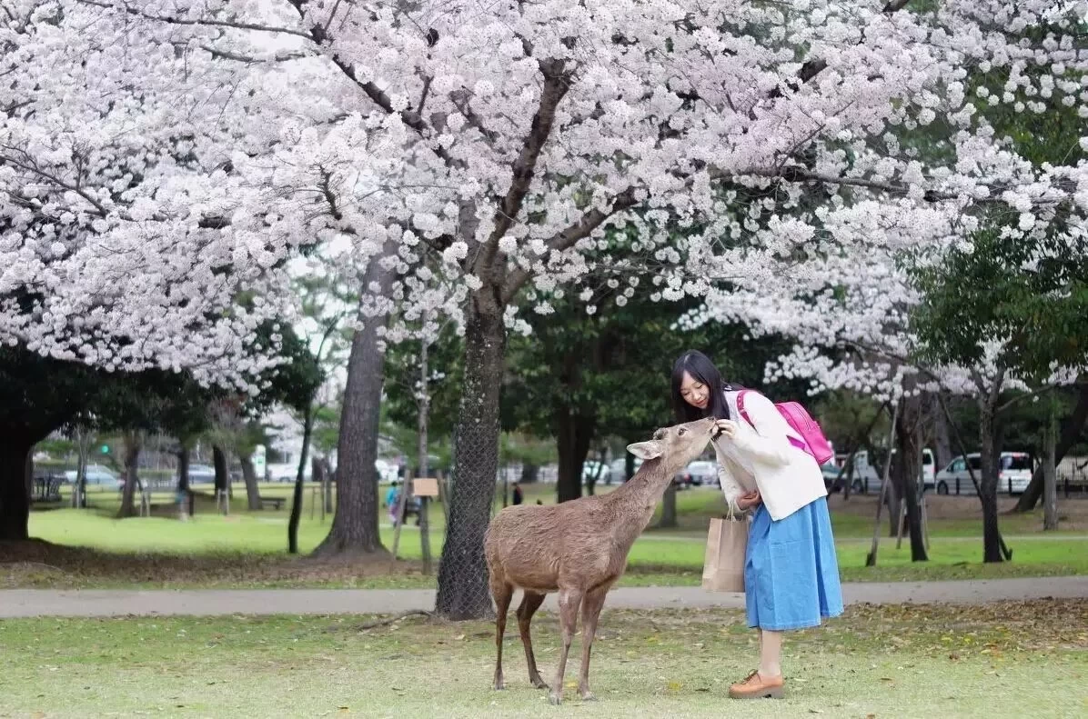 Book your tickets early for big discounts! The strongest "Sakura Guide" ever, allowing you to distinguish the different types of Japanese ...