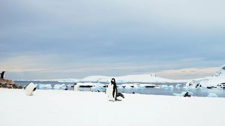 Antarctica Travel: What's It Like to See Penguins in Antarctica?