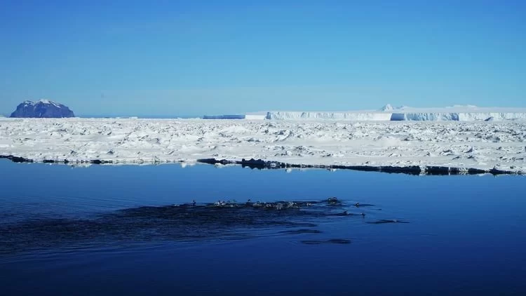 Antarctica Travel: What's It Like to See Penguins in Antarctica?