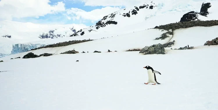 Antarctica Travel: What's It Like to See Penguins in Antarctica?