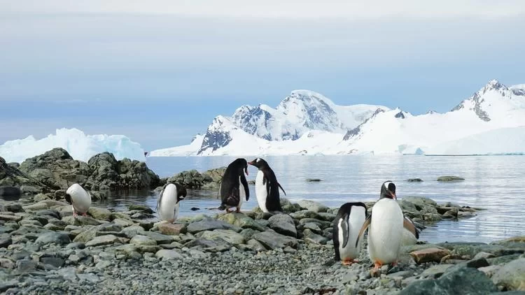 Antarctica Travel: What's It Like to See Penguins in Antarctica?