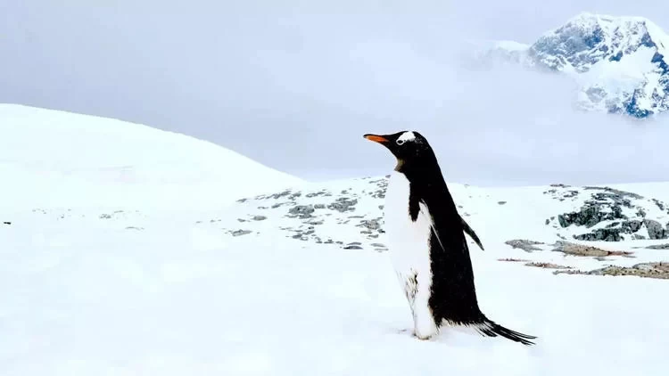 Antarctica Travel: What's It Like to See Penguins in Antarctica?