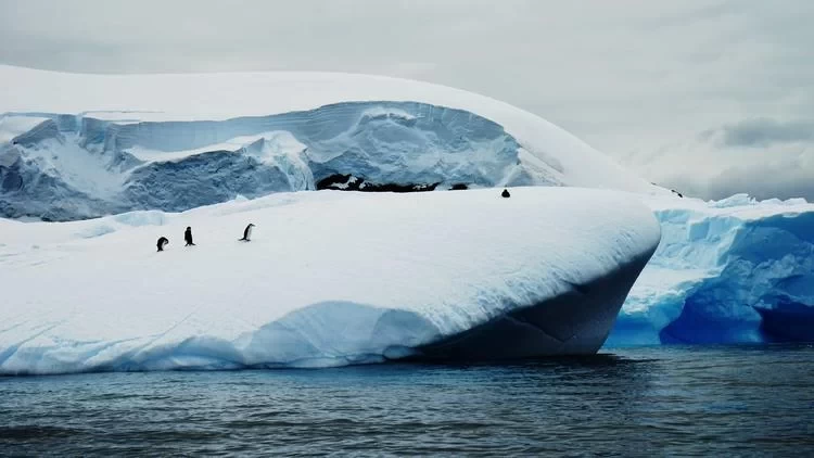 Antarctica Travel: What's It Like to See Penguins in Antarctica?