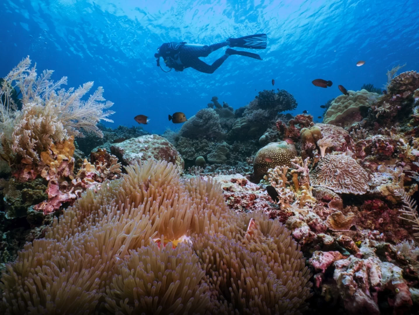 Manado, Indonesia: A World-Class Dive Destination, Featured in "The Ex-File 3", Budget-Friendly for a Monthly Salary of 4K