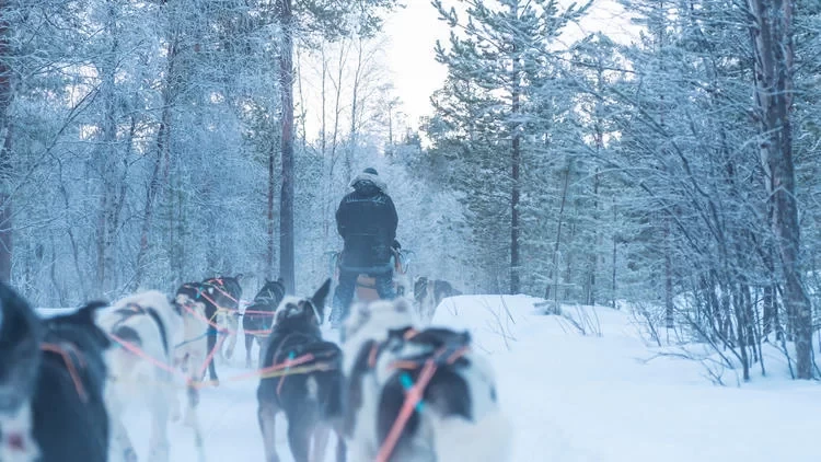 A Finnish Winter Wonderland, a Nordic Cold Fairyland!