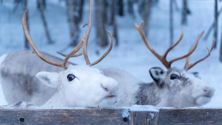 A Finnish Winter Wonderland, a Nordic Cold Fairyland!