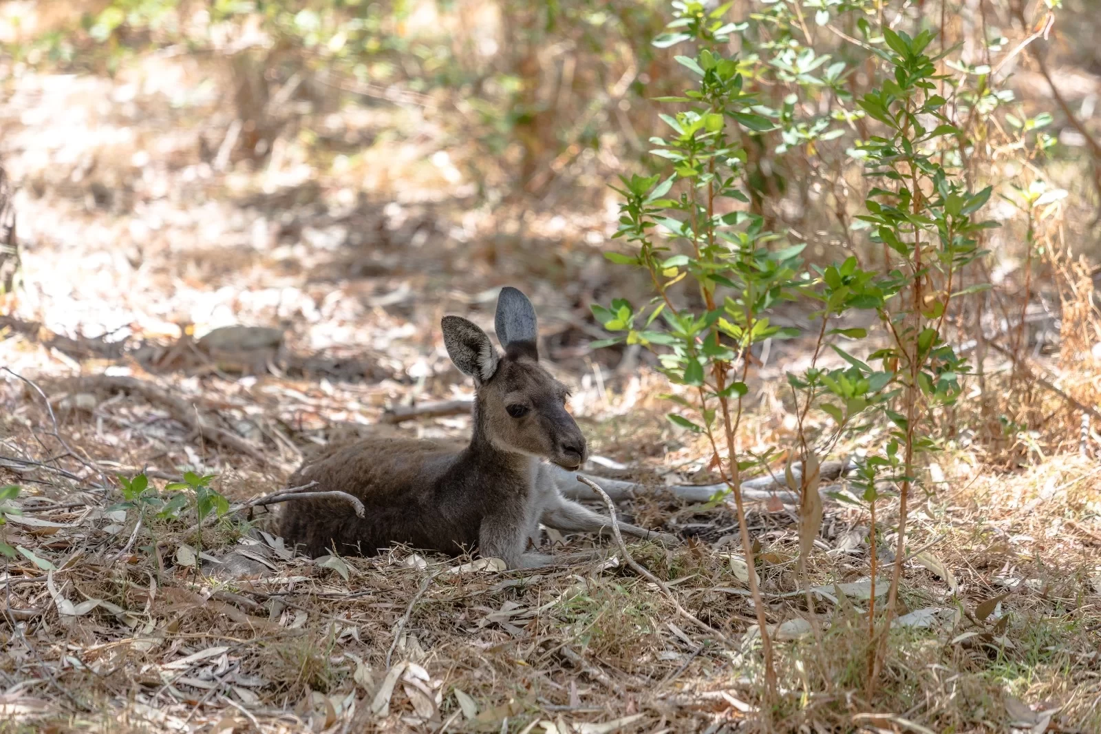 【West Australia Travel Guide】Unmissable Perfect Experiences in Western Australia