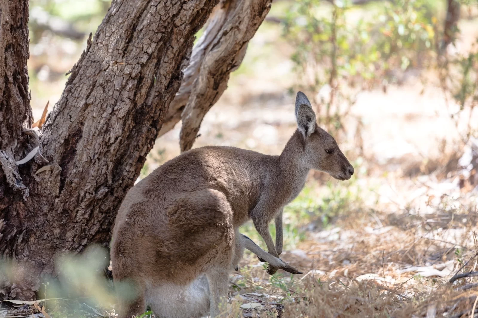 【West Australia Travel Guide】Unmissable Perfect Experiences in Western Australia