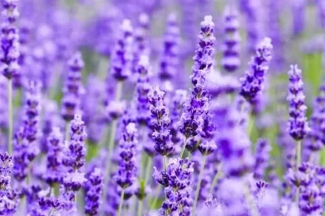 Where is the Yunfeng Mountain Lavender Flower Field 