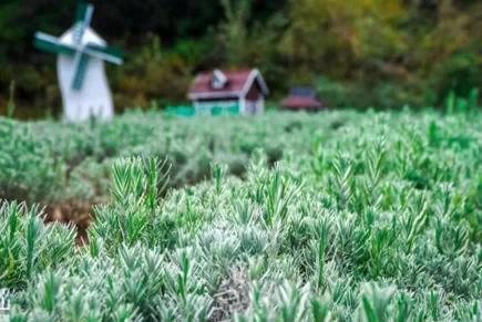 Where is the Yunfeng Mountain Lavender Flower Field 