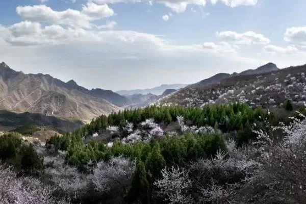 Recommended Self-Driving Flower-Viewing Routes in Beijing