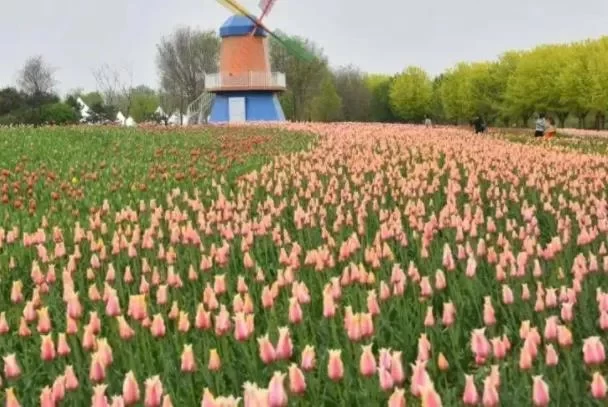 Recommended Self-Driving Flower-Viewing Routes in Beijing 