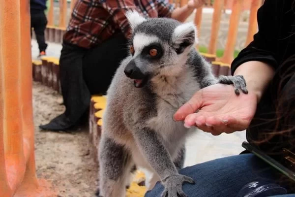 Is Lanzhou Wildlife Park Open Now (With Opening Hours)? 