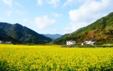 Wuyuan Travel Guide for November 