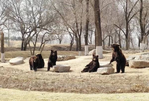 A One-Day Trip Guide to Beijing Wildlife Park: What's Fun to Do 