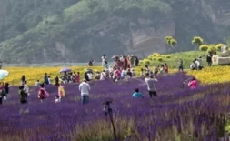 When is the Qikong Bridge Flower Sea in bloom? Is the Qikong Bridge Flower Sea in Changping, Beijing fun?