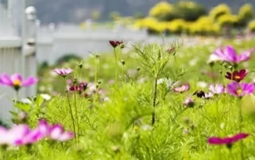 When is the Qikong Bridge Flower Sea in bloom? Is the Qikong Bridge Flower Sea in Changping, Beijing fun? 