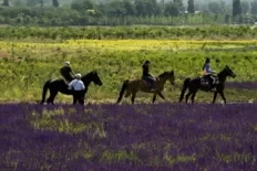 When is the Qikong Bridge Flower Sea in bloom? Is the Qikong Bridge Flower Sea in Changping, Beijing fun? 