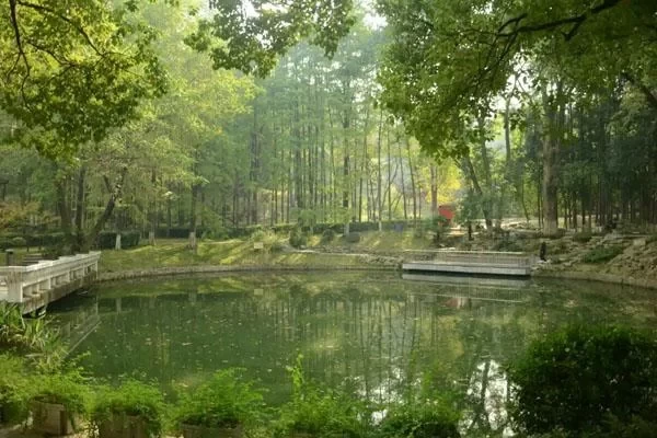 What to Play in Nanjing Gulin Park: A List of Attractions 