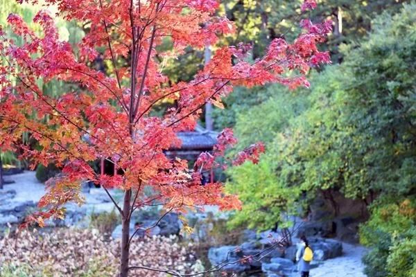 When is the best time to see the red leaves at Xiangshan in Beijing?