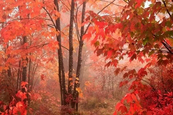 When is the best time to see the red leaves at Xiangshan in Beijing? 