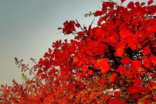 When is the best time to see the red leaves at Xiangshan in Beijing? 