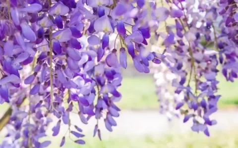 Where to See Wisteria in Beijing – Ticket Prices