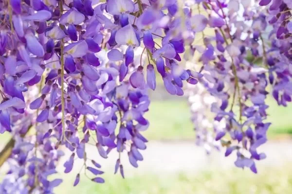 Where to See Wisteria in Beijing – Ticket Prices