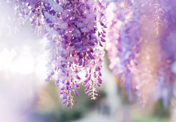 Where to See Wisteria in Beijing - Ticket Prices 