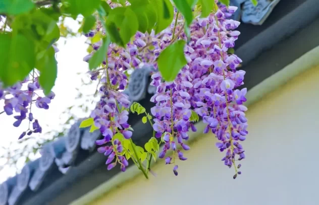 Where to See Wisteria in Beijing - Ticket Prices 