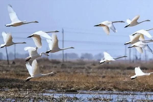 Best Time and Routes to See Migratory Birds in Inner Mongolia