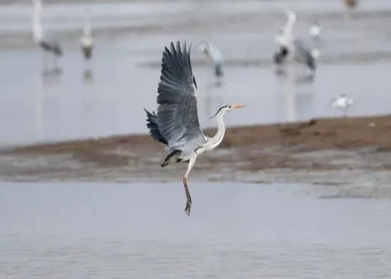 Best Time and Routes to See Migratory Birds in Inner Mongolia 