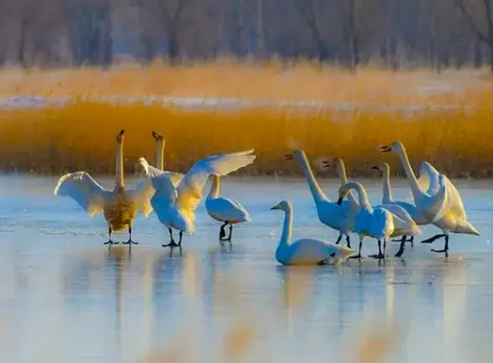 Best Time and Routes to See Migratory Birds in Inner Mongolia 