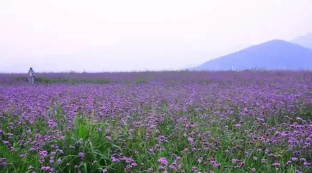 Where are the Flower Seas in Beijing?