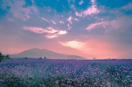 Where are the Flower Seas in Beijing? 