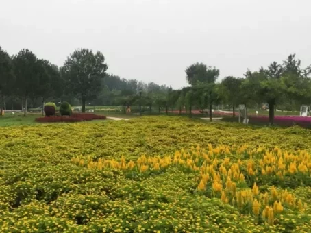 Where are the Flower Seas in Beijing? 