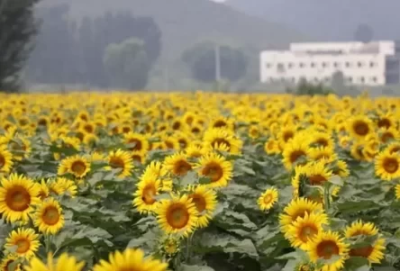 Where are the Flower Seas in Beijing? 