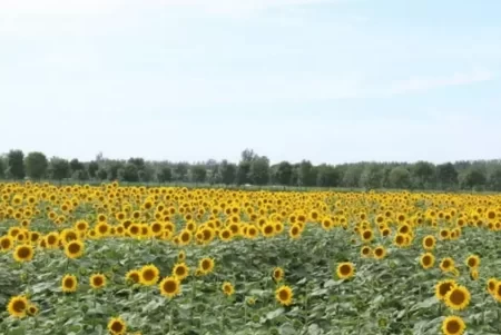 Where are the Flower Seas in Beijing? 