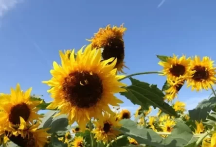 Where are the Flower Seas in Beijing? 