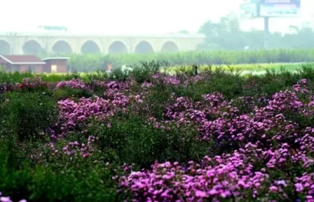 Where are the Flower Seas in Beijing? 