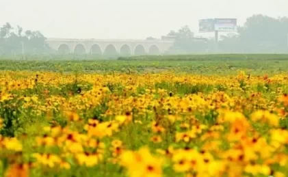 Where are the Flower Seas in Beijing? 