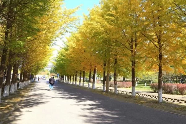 The Best Places to Drive and See Red Leaves in Beijing 