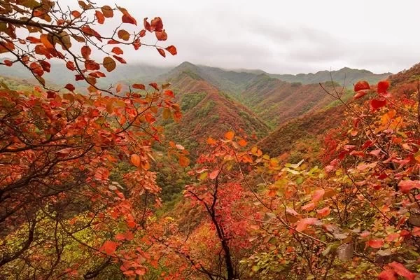 Recommended Places for a Self-Driving Tour of Red Leaves in the Suburbs of Beijing: Stunning Scenery, Not Far Away