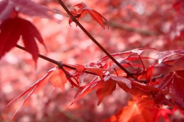 Recommended Places for a Self-Driving Tour of Red Leaves in the Suburbs of Beijing: Stunning Scenery, Not Far Away 