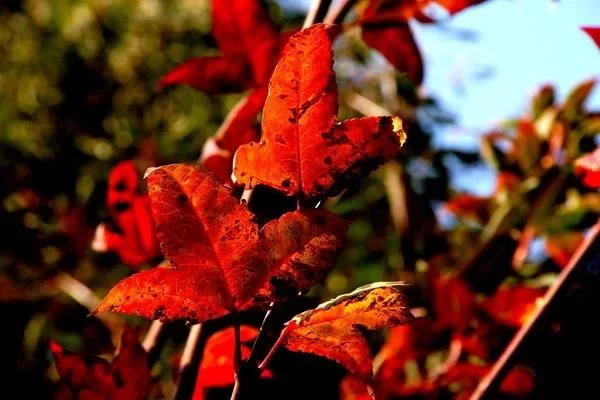 Recommended Places for a Self-Driving Tour of Red Leaves in the Suburbs of Beijing: Stunning Scenery, Not Far Away 