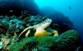 Galapagos Diving Prices & Can Chinese People Go? 