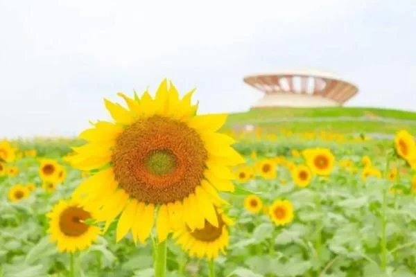 Glimmering Town Happy Farm Sunflower Sea Viewing Guide