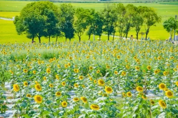 Glimmering Town Happy Farm Sunflower Sea Viewing Guide 